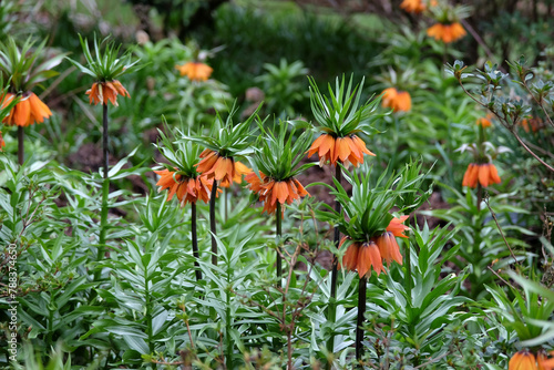 Orange Fritillaria imperialis, crown imperial, imperial fritillary or Kaiser's crown ‘Sunset’ in flower.