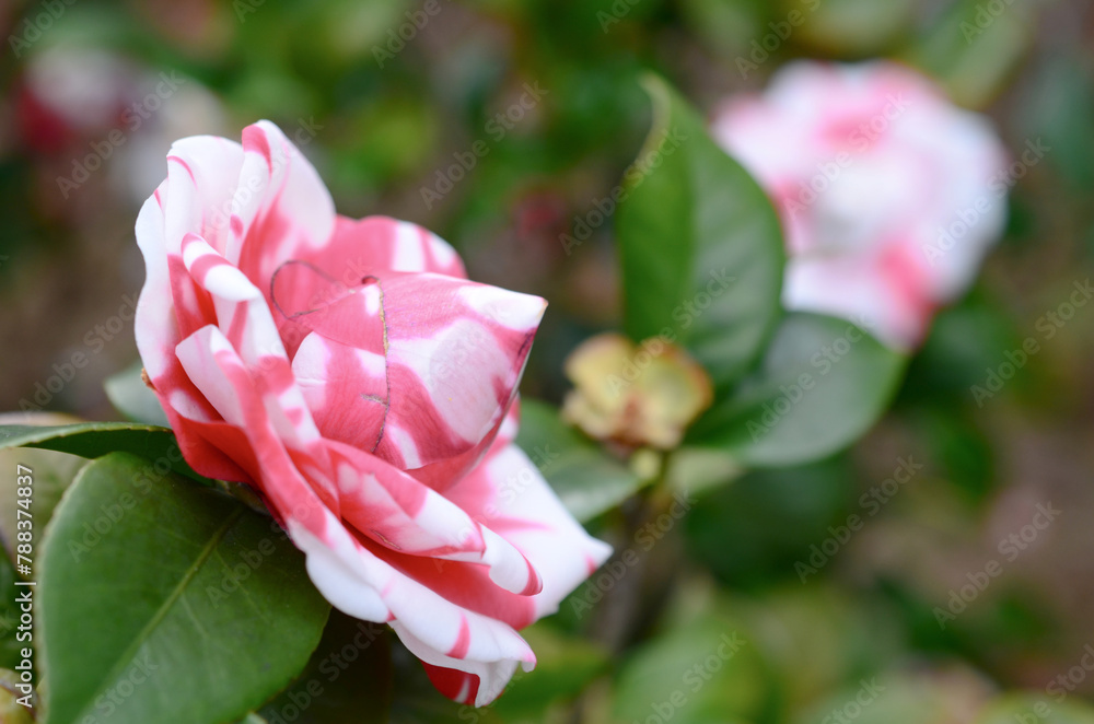 a Japanese camellia Flower, Red, Pink and White Color a Japanese camellia Flower, Red, Pink and White Color