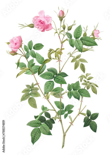 Rosebush with small flowers transparent png photo