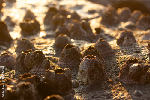 Fotografie A cute barnacle family on a rock