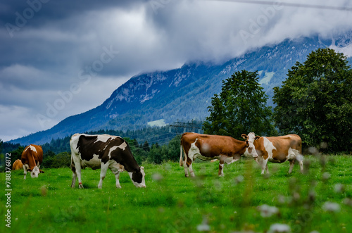cows in the austrian alps