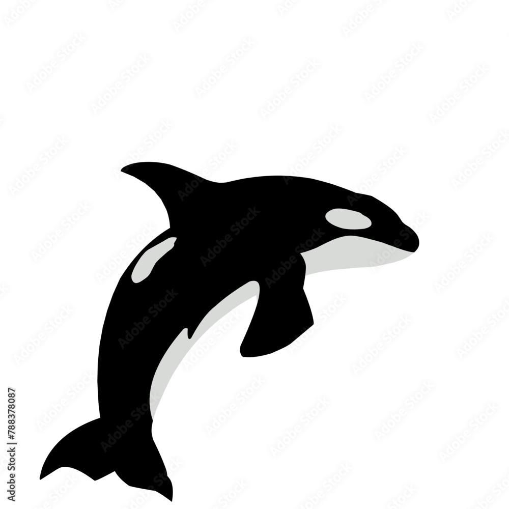 Obraz premium Orca Whale Vector Illustration 