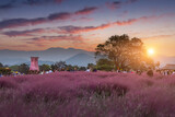  Pink Muhly Grass at sunset Near Cheomseongdae in Gyeongju, Gyeongsangbuk-do, South Korea.