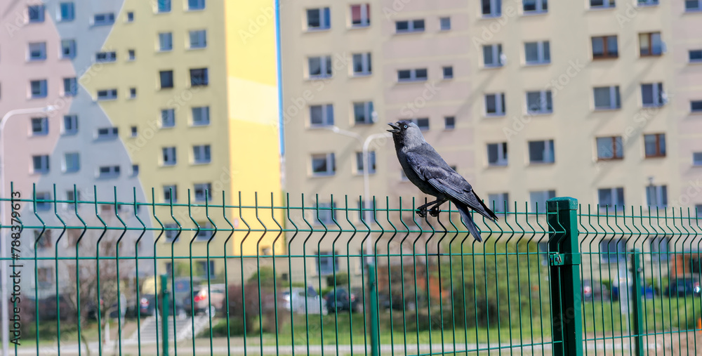 Kawka (Corvus monedula) na płocie z siatki wśród blokowisk miejskich. Czarny ptak o niebieskich oczach i otwartym dziobie siedzi na zielonym płocie. - obrazy, fototapety, plakaty 