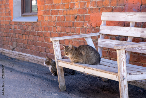 Two cats are relaxing on the bench