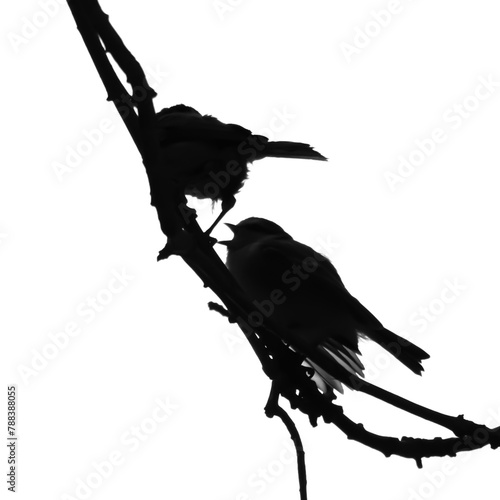 Black silhouettes of two small passerine birds