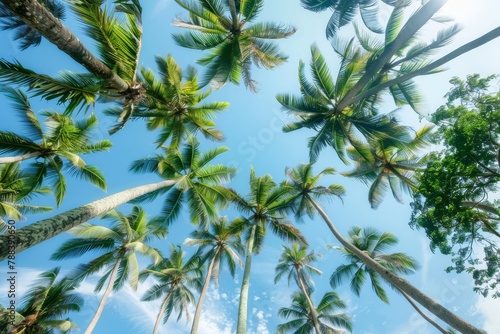 Upward view of palm trees against a clear sky  perfect for tropical  travel  or summer themes.