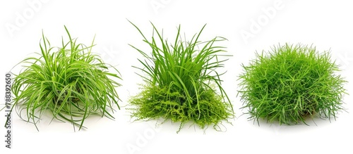 3 styles of fresh green spring grass are isolated against a white background.