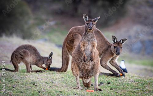 Group of western grey kangaroos (Macropus Fuliginosus), a subspecies of kangaroos on Kangaroo Island, Australia
