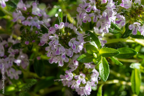 Spring blossom of pink aromatic kitchen herb thyme in garden