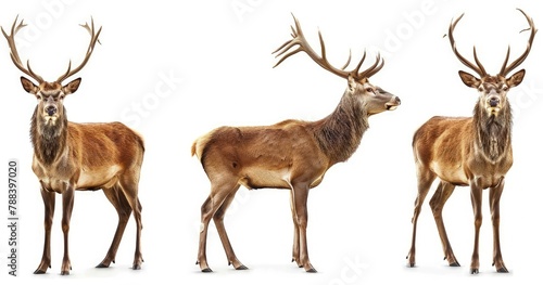 portrait series of majestic stags on white background photo