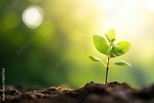 Young Green Plant Sprouting in Soil. Beginning the Morning with Sunlight Bokeh Against a Natural Green Background. Copy Space for Earth Day Banner or Poster