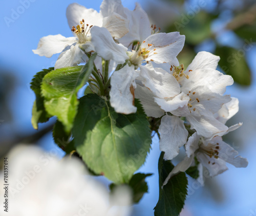 Apple tree blossom. Flower. Blossoming. Spring. Netherlands. Fruit.  © A