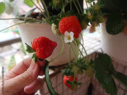 sweet strawberries holding on hand design for harvest concept