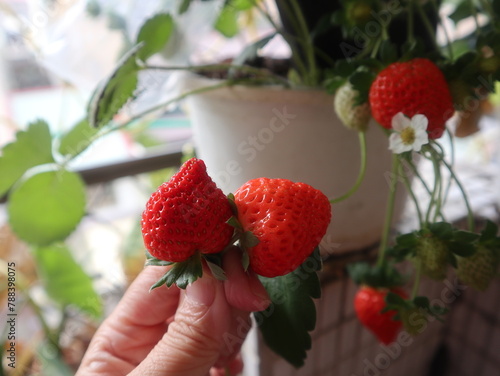 sweet strawberries holding on hand design for harvest concept
