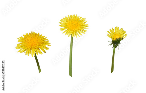 Bright yellow dandelions flowers with green stem isolated on white