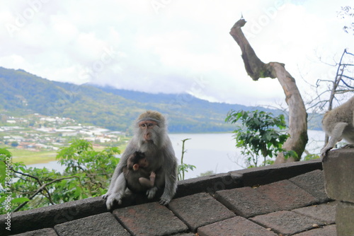 Wild monkeys at the twin lakes - Buyan lake and Tamblingan lake - near Pura Ulun Danu Bratan temple photo
