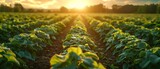 Soybean Field Sunset: Irrigation in Harmony with Nature. Concept Agricultural Photography, Nature Conservation, Farming Practices, Sunset Elegance, Sustainability