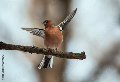 beautiful bird male finch sits on a branch in a spring evening park and flaps its wings