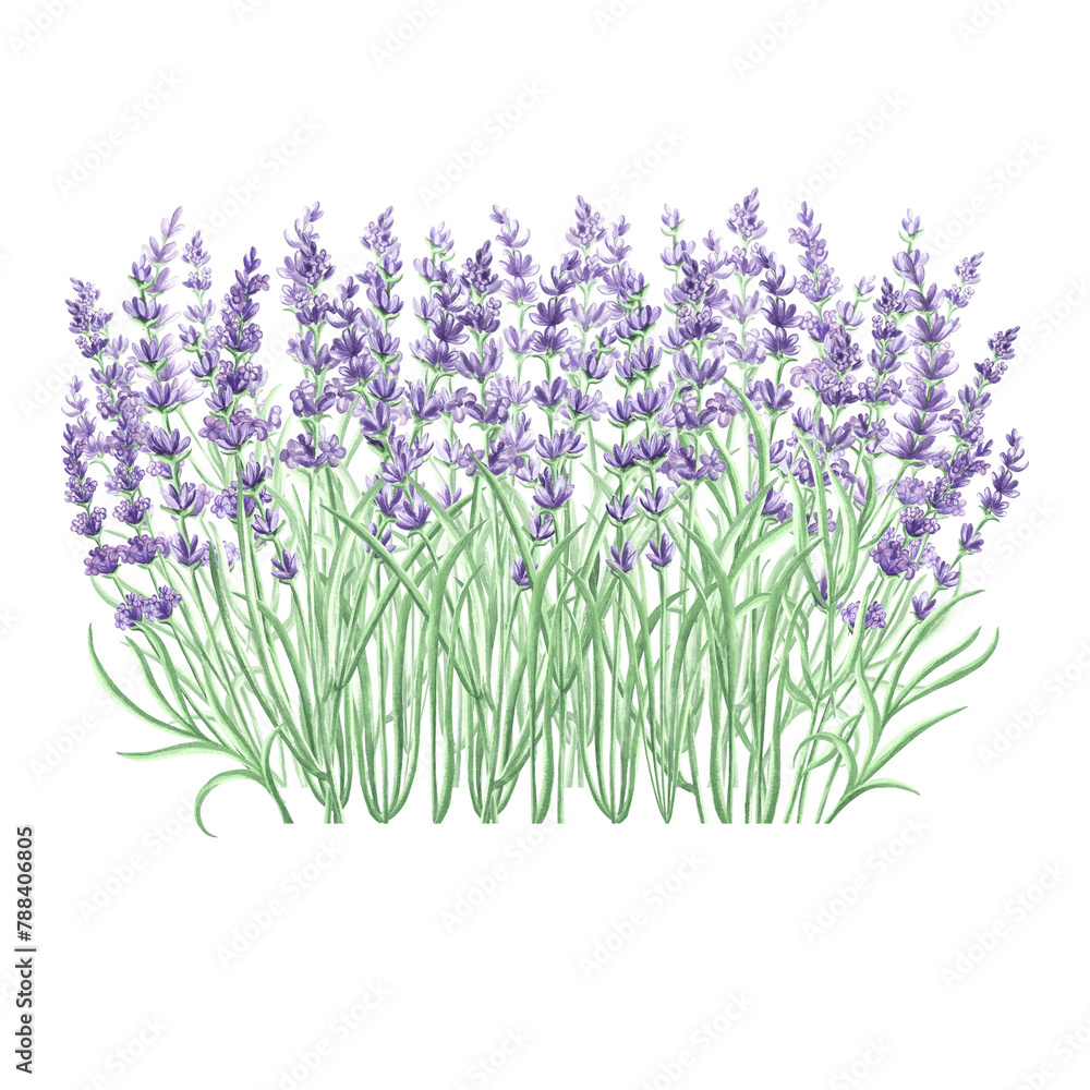 Fototapeta premium Lavender flowers purple Watercolor delicate composition. Isolated hand drawn illustration. Floral bouquet, herbs of Provence. Botanical drawing template for card, print, package, tableware, textile.