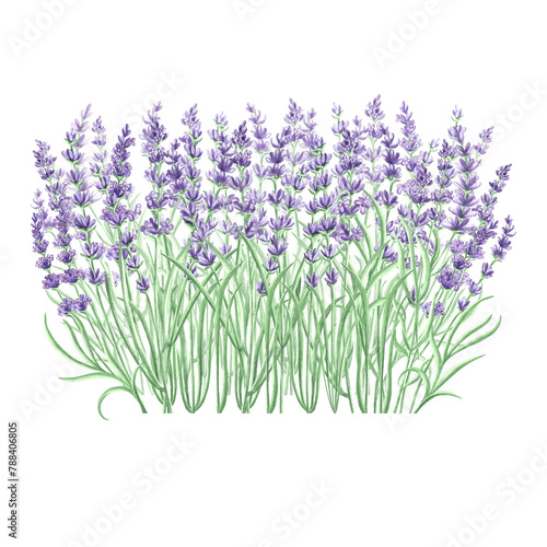 Lavender flowers purple Watercolor delicate composition. Isolated hand drawn illustration. Floral bouquet  herbs of Provence. Botanical drawing template for card  print  package  tableware  textile.