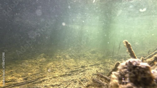 Unterwasservideo von einem Bach mit Fischen und Sonnenstrahlen mit fließenden Wasser photo