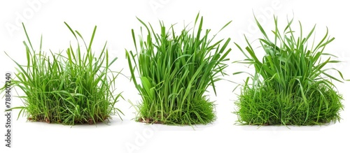 3 styles of fresh green spring grass are isolated against a white background.