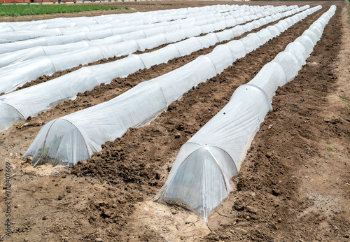 Growing Vegetables. Vegetables under Plastic mulch polymer film. Plastic mulch film fumigation prevent photo