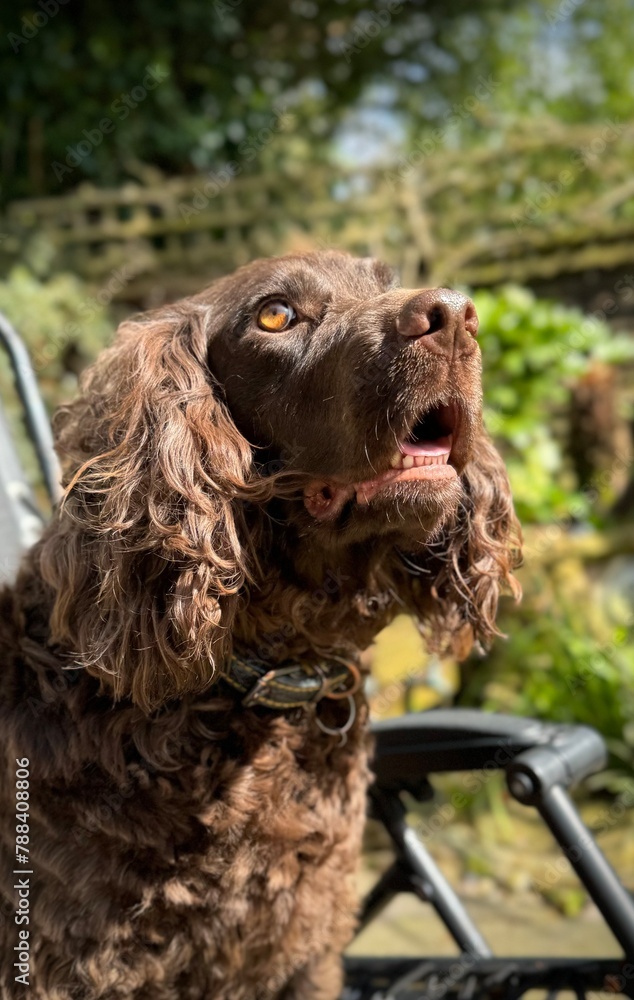 English Brown Cocker Spaniel English Brown Cocker Spaniel