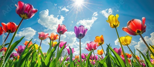 Field of tulip flowers in a spring landscape under a sunny blue sky. #788409099