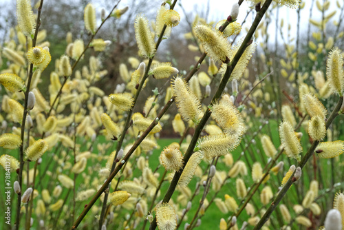 The yellow catkins of Salix hookeriana, coastal willow in flower.