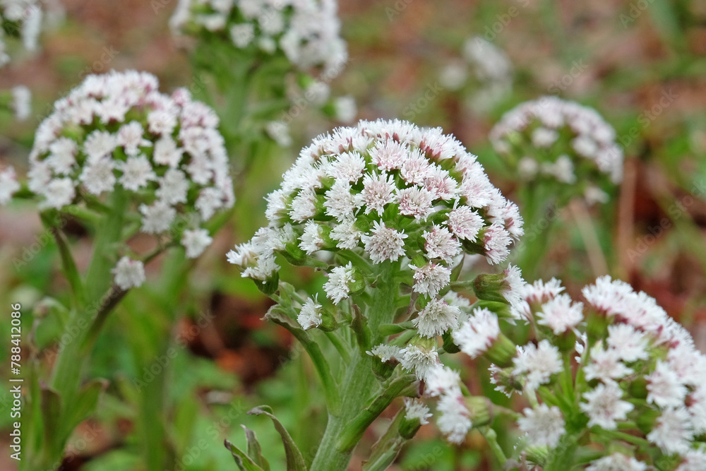 Obraz premium White and pink sweet coltsfoot, Petasites frigidus palmatus, also know as arctic butterbur or alpine butterbur, in flower.