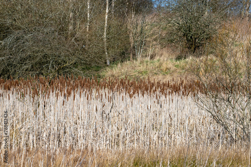Typha latifolia, better known as broadleaf cattail or colloquially Water Baton, Water Stick is a perennial herbaceous plant in the genus Typha. Native plant species in America, Eurasia, and Africa.  