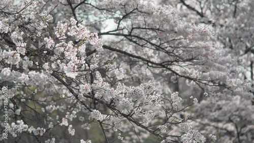 Wallpaper Mural 風に揺れる白い満開の桜 Torontodigital.ca