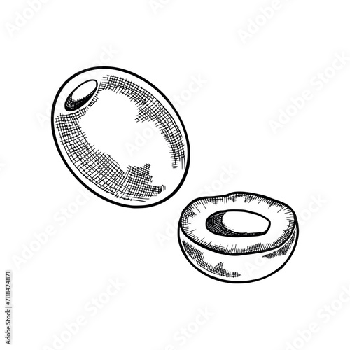 Hand drawn vector illustration of olive. Outline pitted olive