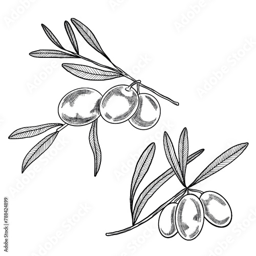 Hand drawn olive branches. Outline of olive branches. Two olive branches with leaves and shading. Vector illustration of olive drawn in ink on isolated background