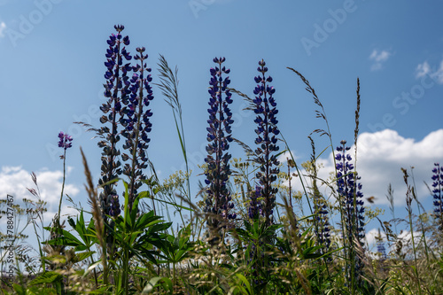Flowers and tall grass in a green meadow with blue sky