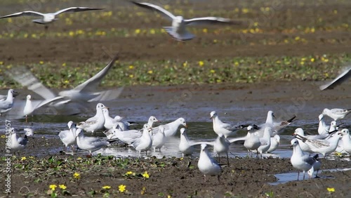 Black-headed gulls are feeding in a shallow fishpond of Crna Mlaka, Croatia photo