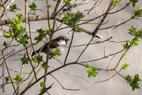 Little bird is on the branch on a sunny spring day. The Italian sparrow