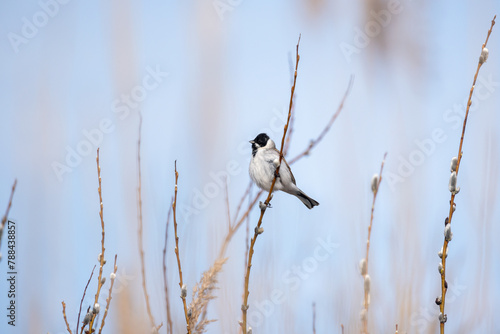Small bird is on the branch on a sunny spring day, natural outdoor photo