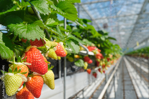 Industrial food production of strawberries in a greenhouse in the Netherlands. Closeup of red and green strawberries in a glasshouse under a blue sky.	