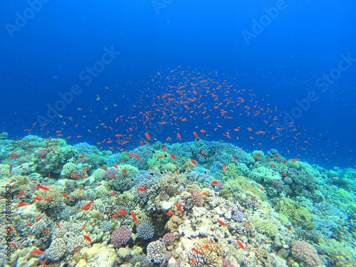 Fototapeta Naklejka Na Ścianę i Meble -  Reef fish.