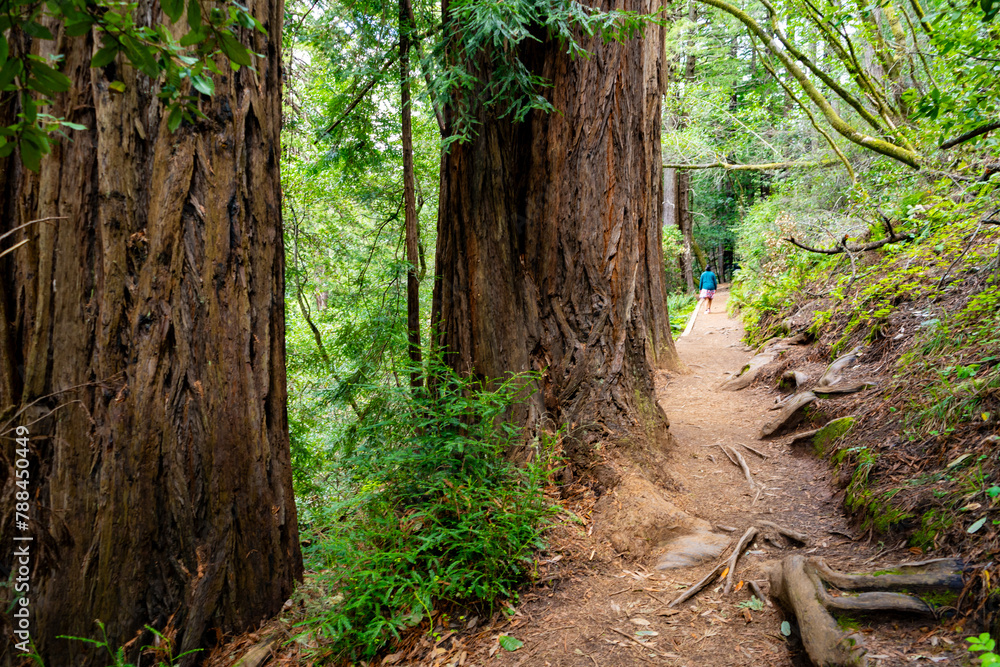 Views hiking inside in Muir Woods National Monument of the ferns, large coastal redwoods, moss, and tree canopy. Views hiking inside in Muir Woods National Monument of the ferns, large coastal redwoods, moss, and tree canopy.