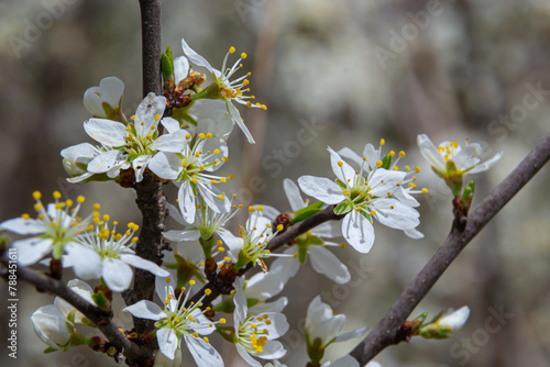 Blackthorn prunus spinosa sloe plant shrub white flower bloom blossom detail spring wild fruit