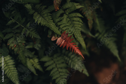 Hawaiian Fern