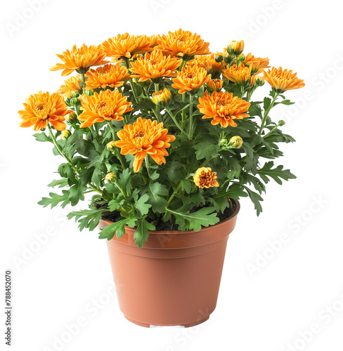 Orange chrysanthemums flower plant pot isolated on transparent or white background