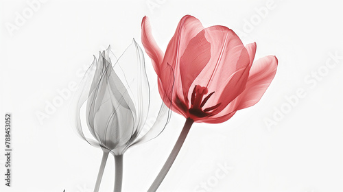 A minimalist composition featuring a semi-transparent white background adorned with a vibrant red tulip and a delicate flower bud. The simplicity of the white backdrop accentuates the boldness 