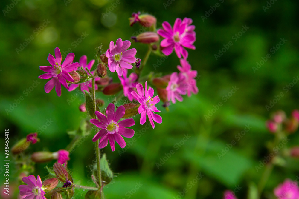 Silene dioica Melandrium rubrum, known as red campion and red catchfly, is a herbaceous flowering plant in the family Caryophyllaceae. Red campion Silene dioica Melandrium rubrum, known as red campion and red catchfly, is a herbaceous flowering plant in the family Caryophyllaceae. Red campion