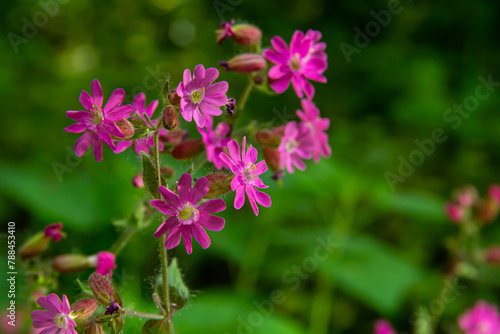 Silene dioica Melandrium rubrum  known as red campion and red catchfly  is a herbaceous flowering plant in the family Caryophyllaceae. Red campion