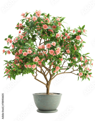 Potted camellia tree with pink flowers isolated on white or transparent background